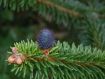 Abies delavayi