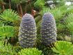 Abies koreana