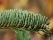 Abies squamata