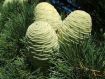 Cedrus deodara